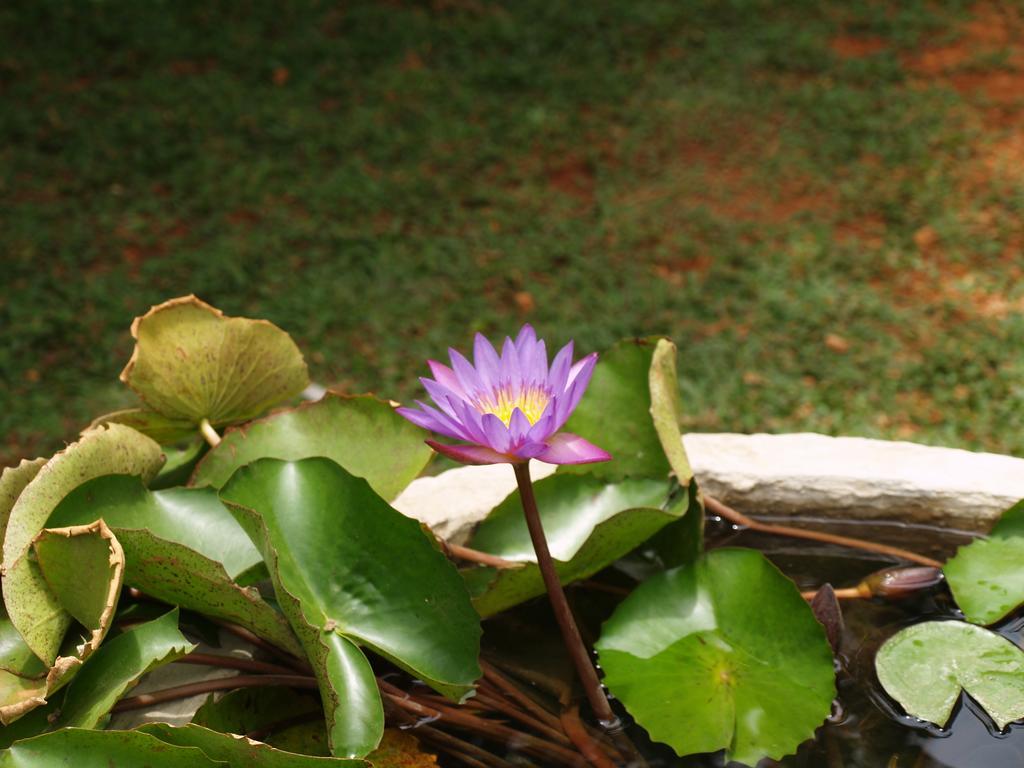 Welimaluwa Resort Sigiriya Kibissa 외부 사진
